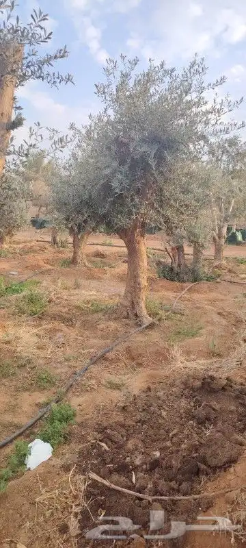 زيتون معمر مثمر 6