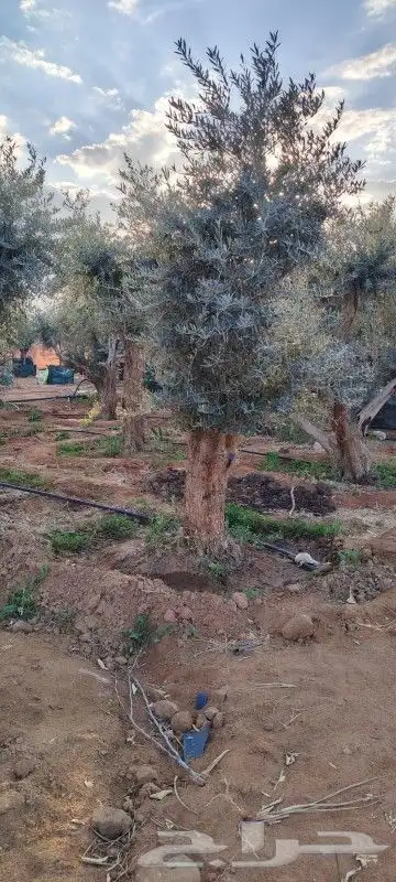 زيتون معمر مثمر 9