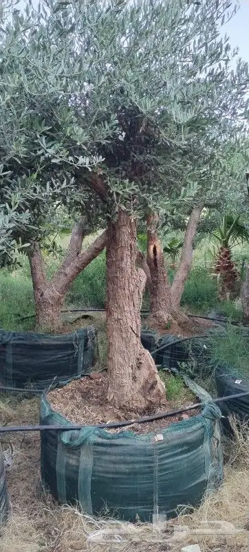 اشجار زيتون 1