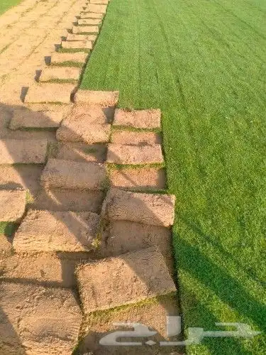 ابو رغد لتنسيق الحدائق وتوريد جميع انواع الاشجار 27