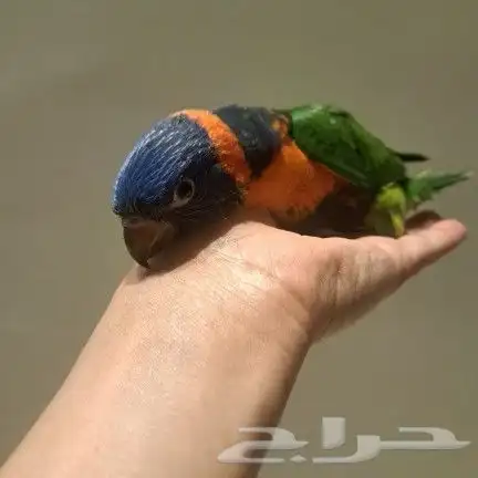 لوري غر. رد كولا رد 2