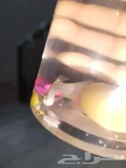سمكه مع اكل تبني مستعجل 2
