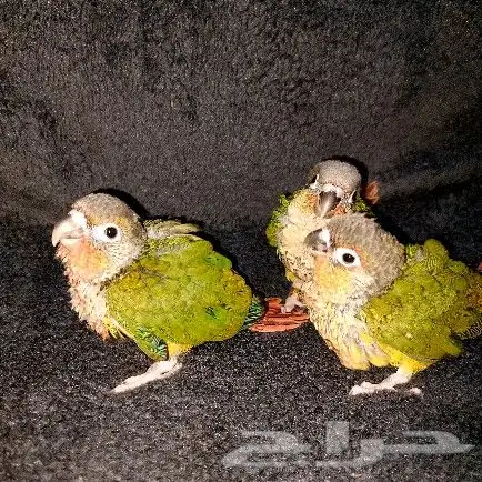 فروخ كنيور 1