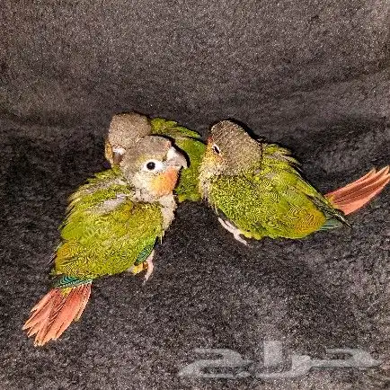 فروخ كنيور 0