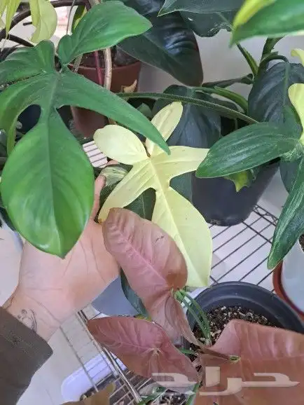 نبتة داخلية نادرة عالميا( فيلوديندرون فلوريدا بيوتي) للبيع 4