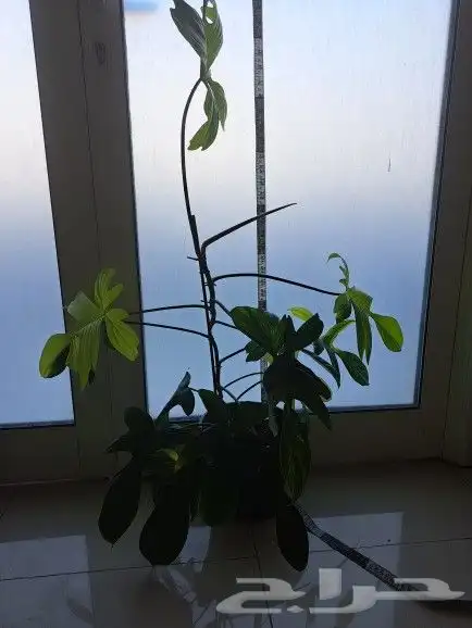 نبتة داخلية نادرة عالميا( فيلوديندرون فلوريدا بيوتي) للبيع 0