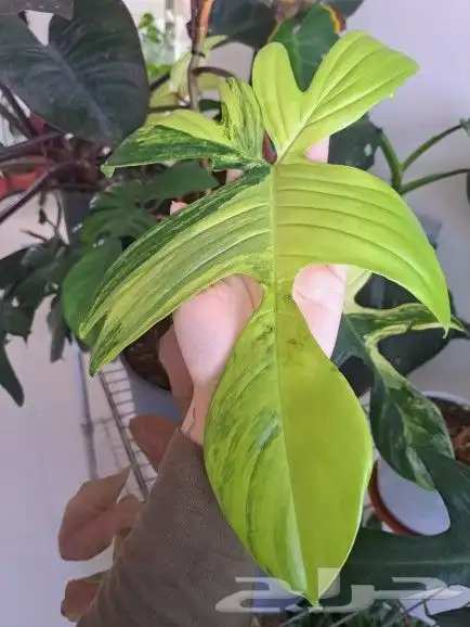 نبتة داخلية نادرة عالميا( فيلوديندرون فلوريدا بيوتي) للبيع 5