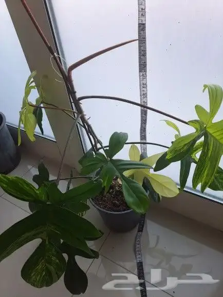 نبتة داخلية نادرة عالميا( فيلوديندرون فلوريدا بيوتي) للبيع 1