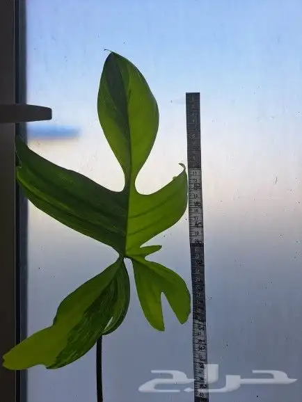 نبتة داخلية نادرة عالميا( فيلوديندرون فلوريدا بيوتي) للبيع 3