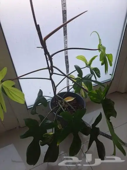 نبتة داخلية نادرة عالميا( فيلوديندرون فلوريدا بيوتي) للبيع 2