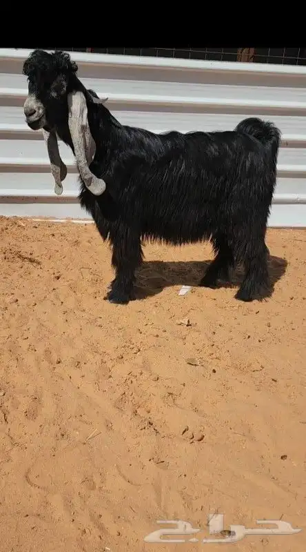 جذع عارضي خصصصم 1