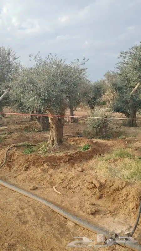 زيتون معمر مثمر 5