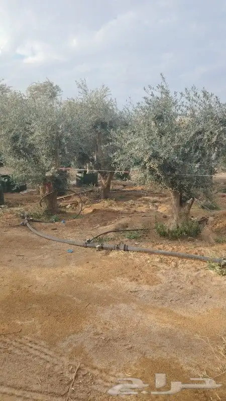 زيتون معمر مثمر 3