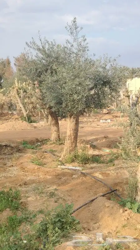 زيتون معمر مثمر 4