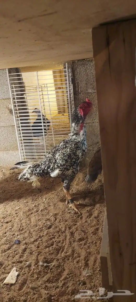 صوص باكستاني 6
