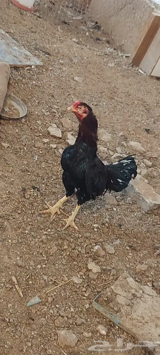 صوص باكستاني 5