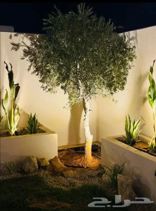 اشجار زيتون 3