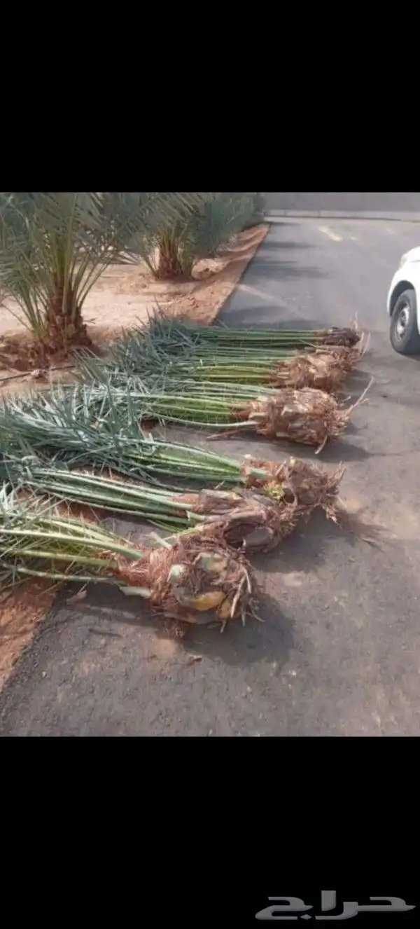 نخل للبيع بجميع انواعه 0