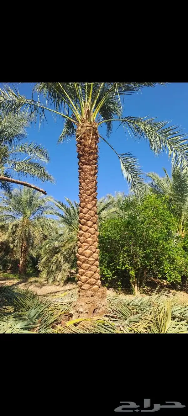 نخل للبيع بجميع انواعه 4