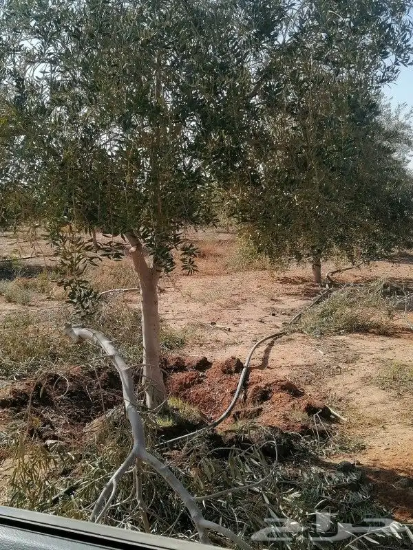 اشجار زيتون 5