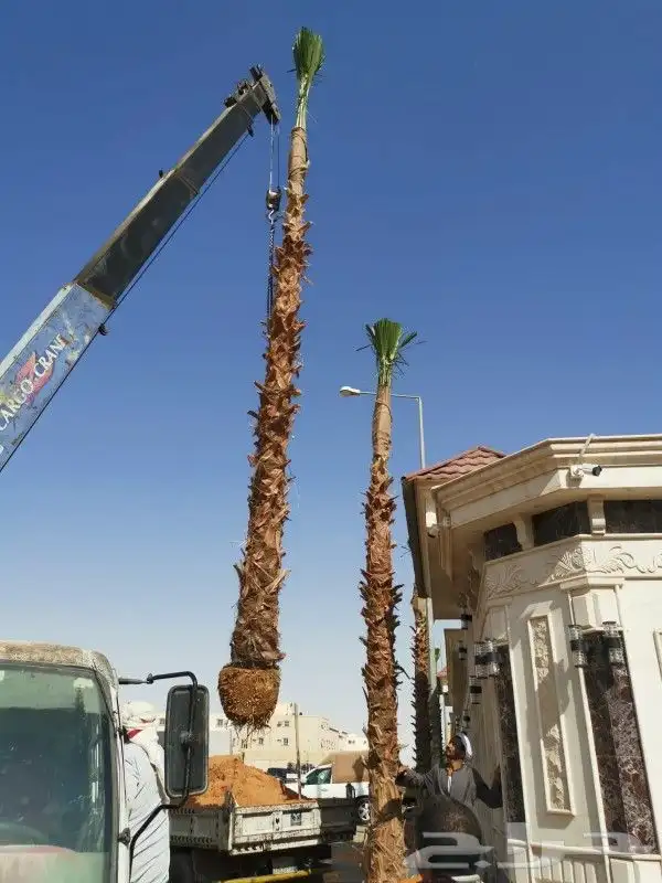 نخل واشنطونيا 5