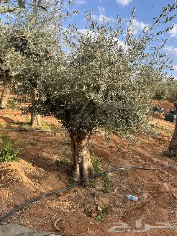 زيتون معمر مثمر 8