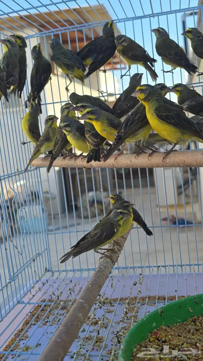 ياسمين موزنبيقي الجوز 190 مفرد جمله يختلف 2