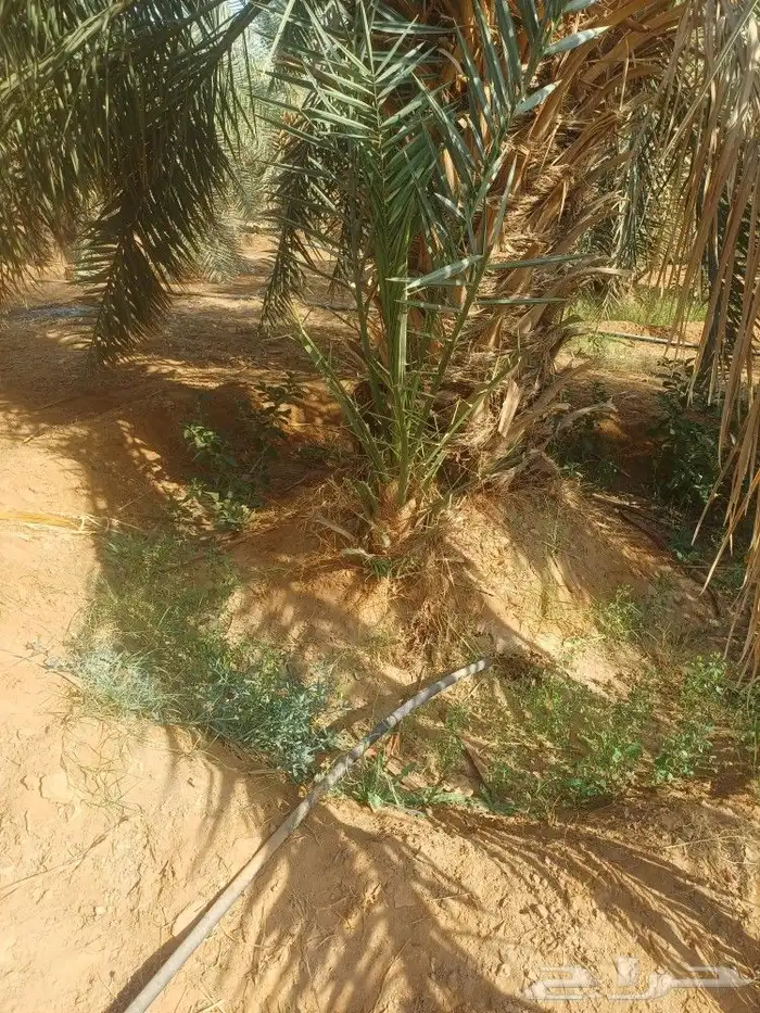 يوجد لدينا فسايل نخيل خلاص حساء اسعار مناسبه 8