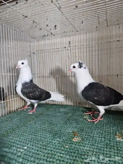 طبات قطيفي مكتف 1