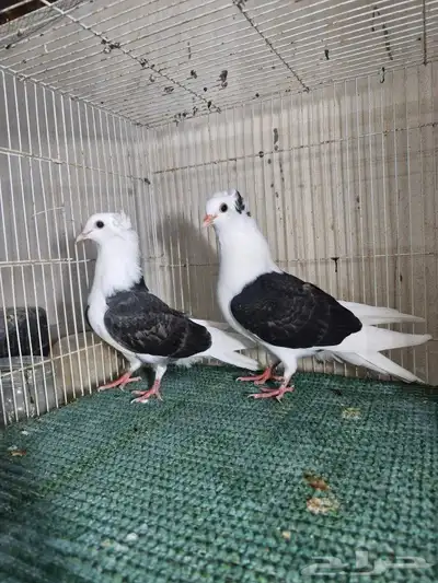 طبات قطيفي مكتف 0