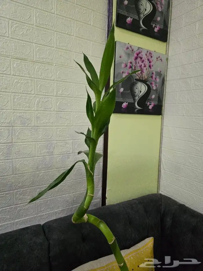 نبات البامبوا 2