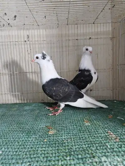 طبات قطيفي مكتف 2