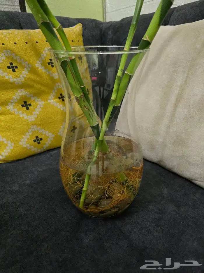 نبات البامبوا 3