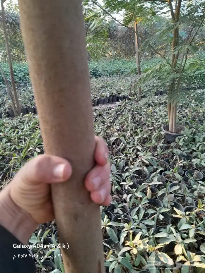 ابو رغد لتنسيق الحدائق وتوريد جميع انواع الاشجار 26