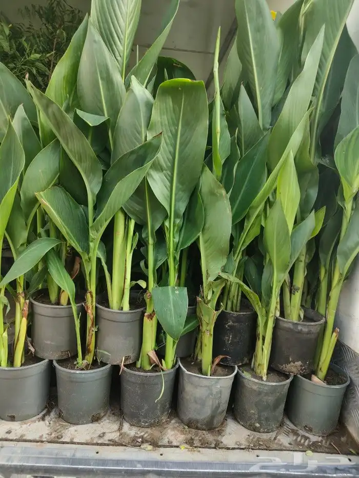 ابو رغد لتنسيق الحدائق وتوريد جميع انواع الاشجار 24