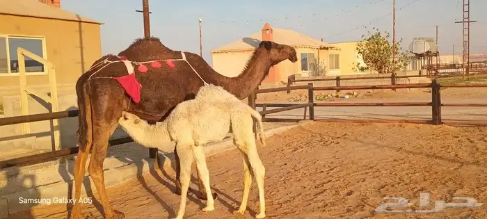 ناقه بكر اول ولاد تحتها قعود على ولد الحيسوني العمر شهرين 1