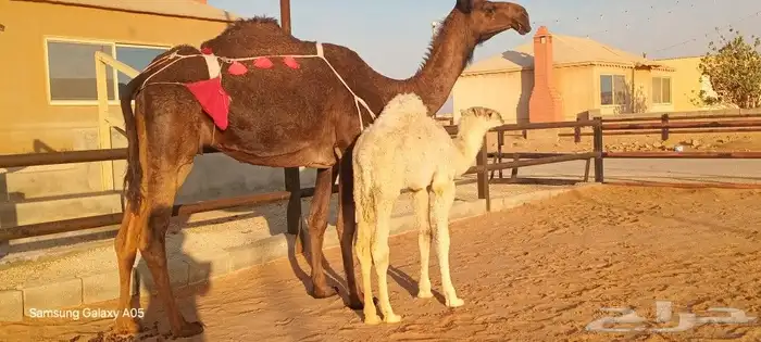 ناقه بكر اول ولاد تحتها قعود على ولد الحيسوني العمر شهرين 0