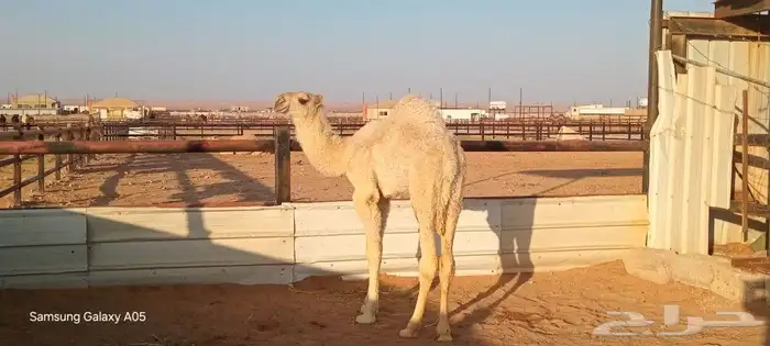 ناقه بكر اول ولاد تحتها قعود على ولد الحيسوني العمر شهرين 2