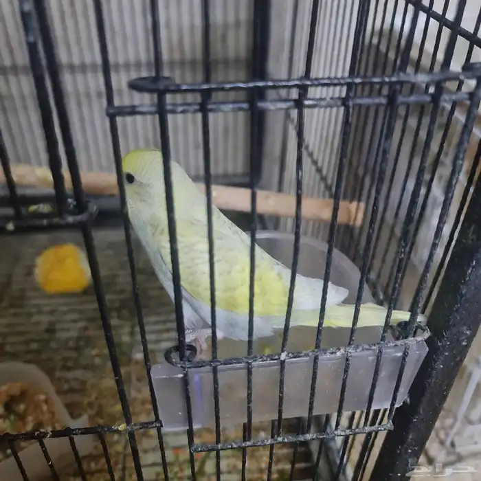 طيور بادجي 1