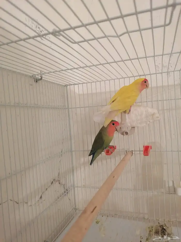 زوج روز منتج ((تم البيع)) 0