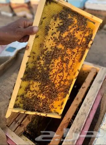 نحل للبيع 1