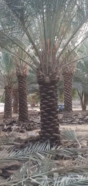 نخل للبيع جميع النواع انخل العربي سكري إخلاص برحي صقعي مجدول 3