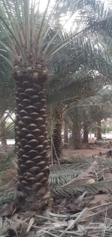 نخل للبيع جميع النواع انخل العربي سكري إخلاص برحي صقعي مجدول 4