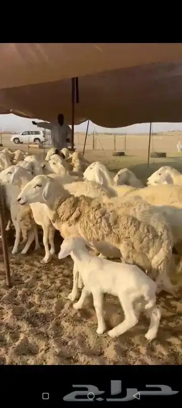 غنم حريات جنب دفيع ومفاصيل شرط عدد110 2