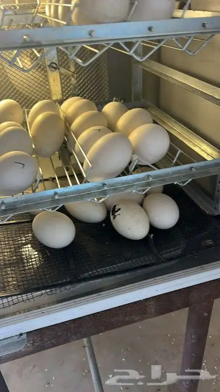 بيض مخصب جميع الانواع 4