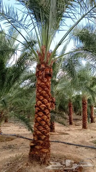 نخل للبيع جميع النواع انخل العربي سكري إخلاص برحي صقعي مجدول 5