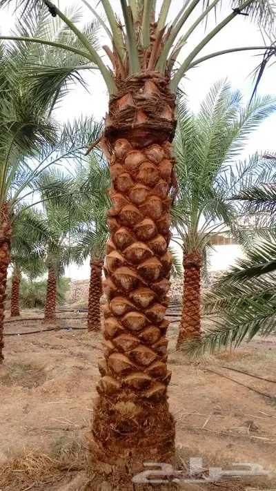نخل للبيع جميع النواع انخل العربي سكري إخلاص برحي صقعي مجدول 6