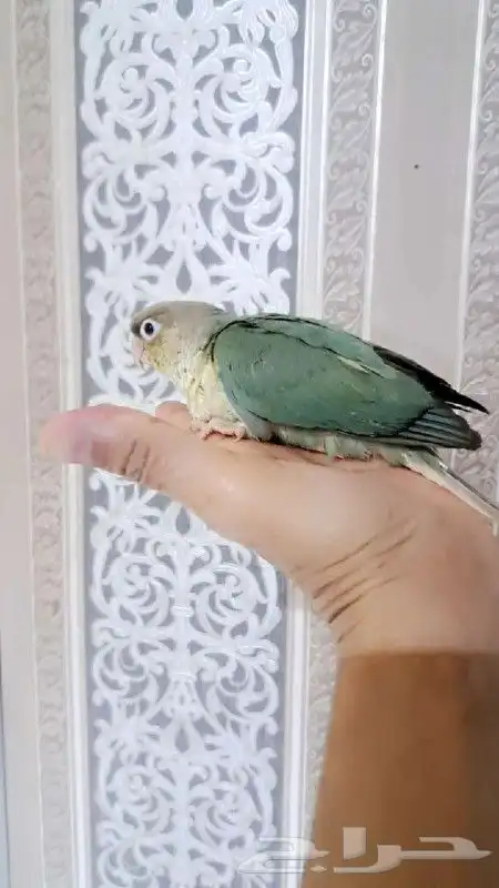 كنينورات نهايه فطام 4