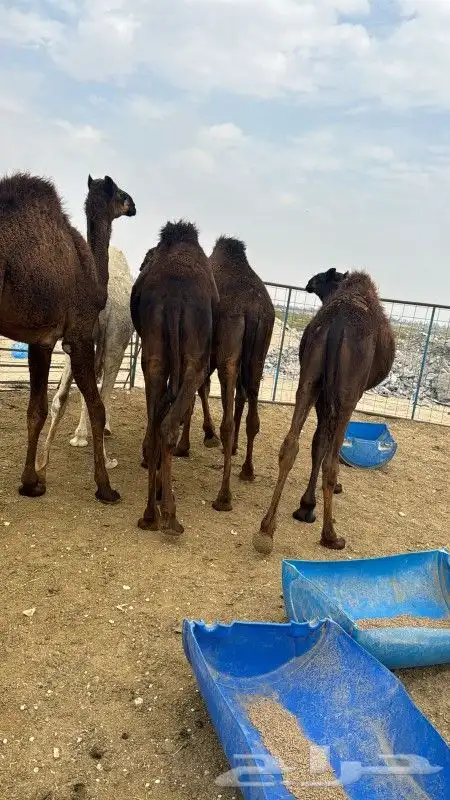 حشو مفاريد 1