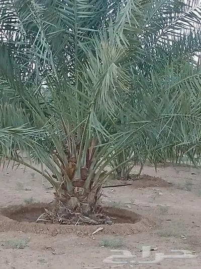 نخل للبيع جميع النواع انخل العربي سكري إخلاص برحي صقعي مجدول 2